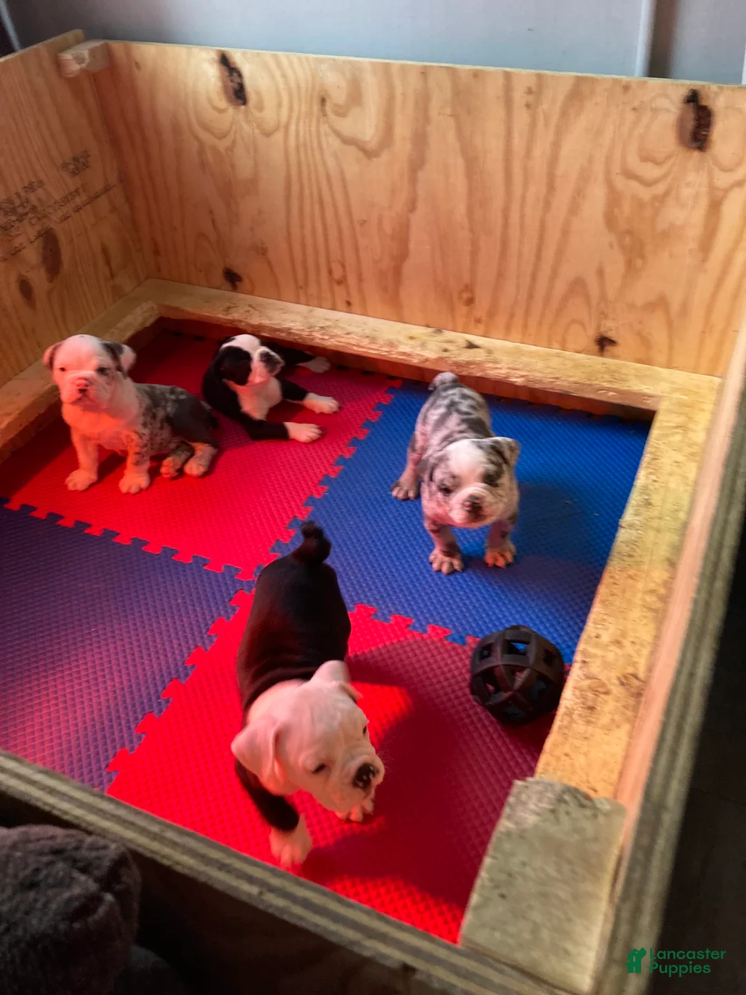 Gallery Image {{count}}