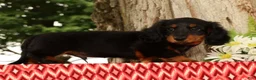 Miniature Dachshund dogs for sale: Thumper - Ad 4