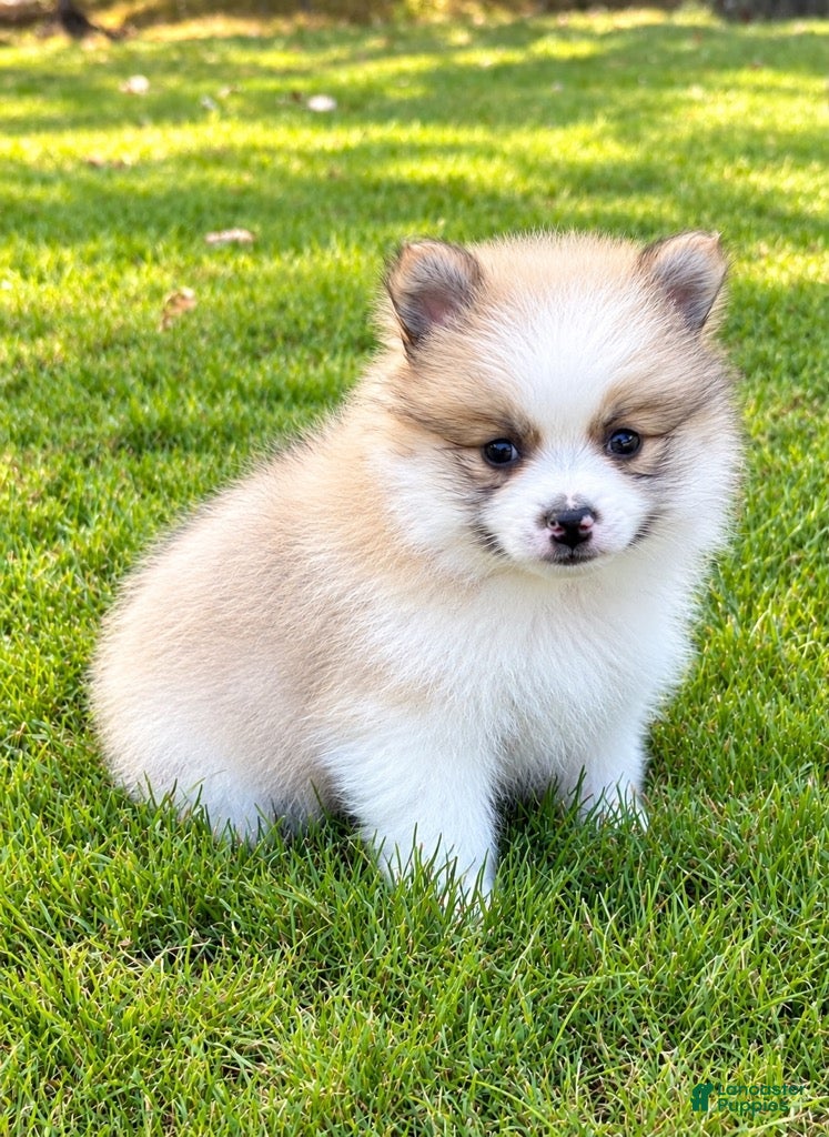 Pomeranian dogs Pomeranian  - Ad 1