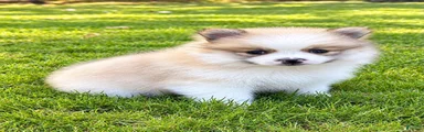 Pomeranian 