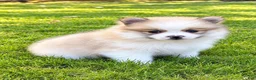 Pomeranian dogs for sale: Pomeranian  - Ad 1