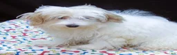 Maltipoo dogs for sale: Sage - Ad 8