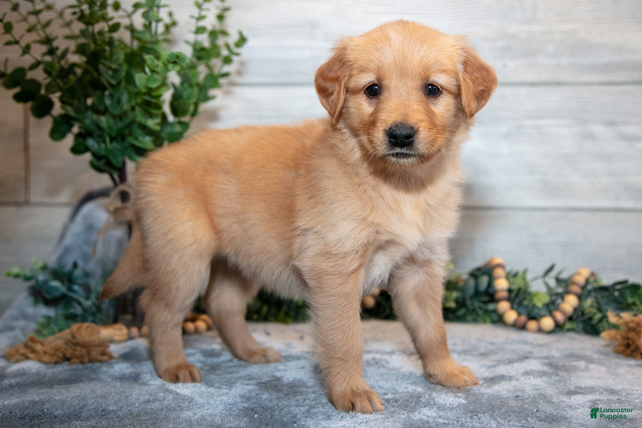 Golden Retriever dogs Ruthie - Ad 2