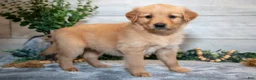 Golden Retriever dogs for sale: Ruthie - Ad 2