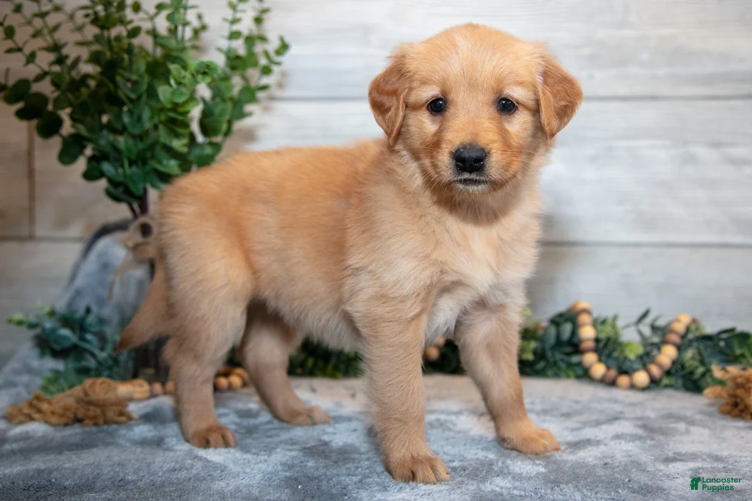 Golden Retriever dogs for sale: Ruthie - Ad 2
