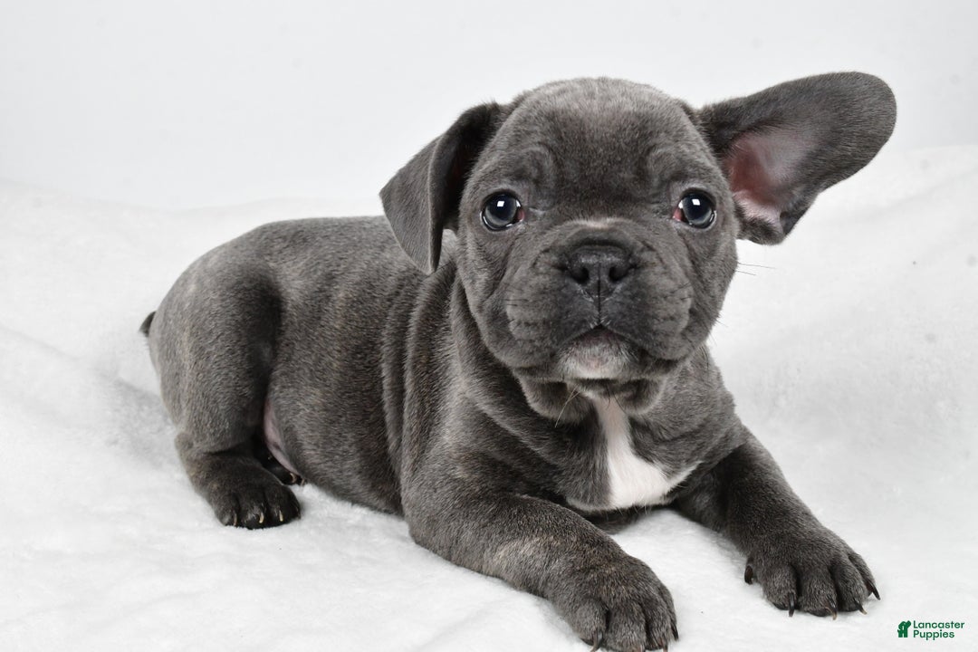 Mixed Breed dogs for sale: Randy - Ad 1