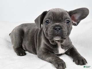 Mixed Breed dogs Randy - Ad 25