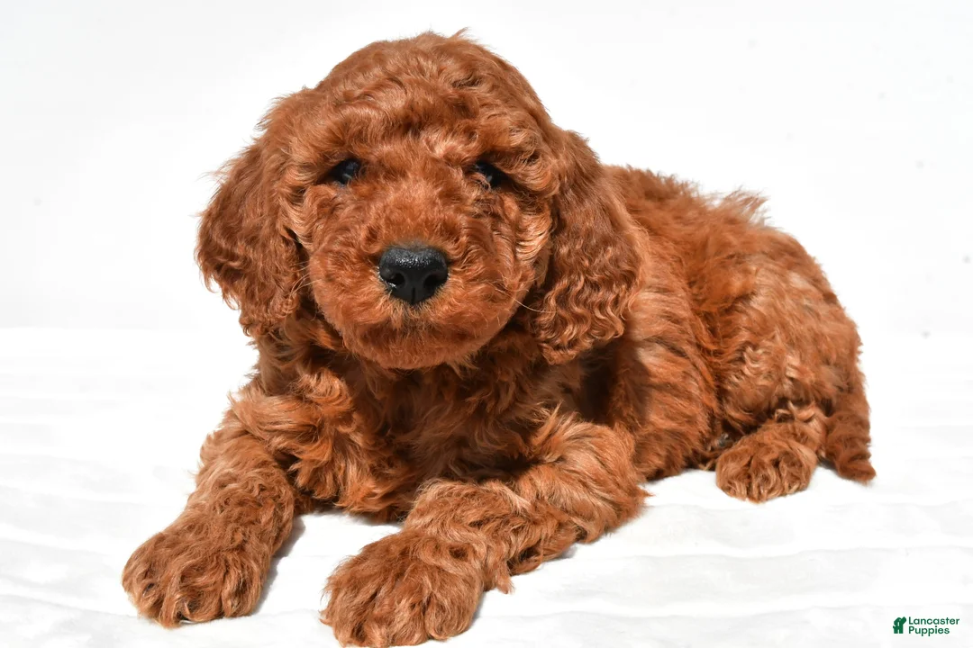 Mini Goldendoodle dogs for sale: Teddy - Ad 1