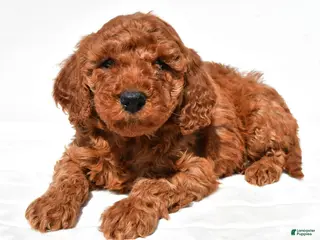 Mini Goldendoodle dogs for sale: Teddy - Ad 3