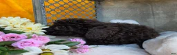 Toy Poodle dogs for sale: Callie - Ad 10