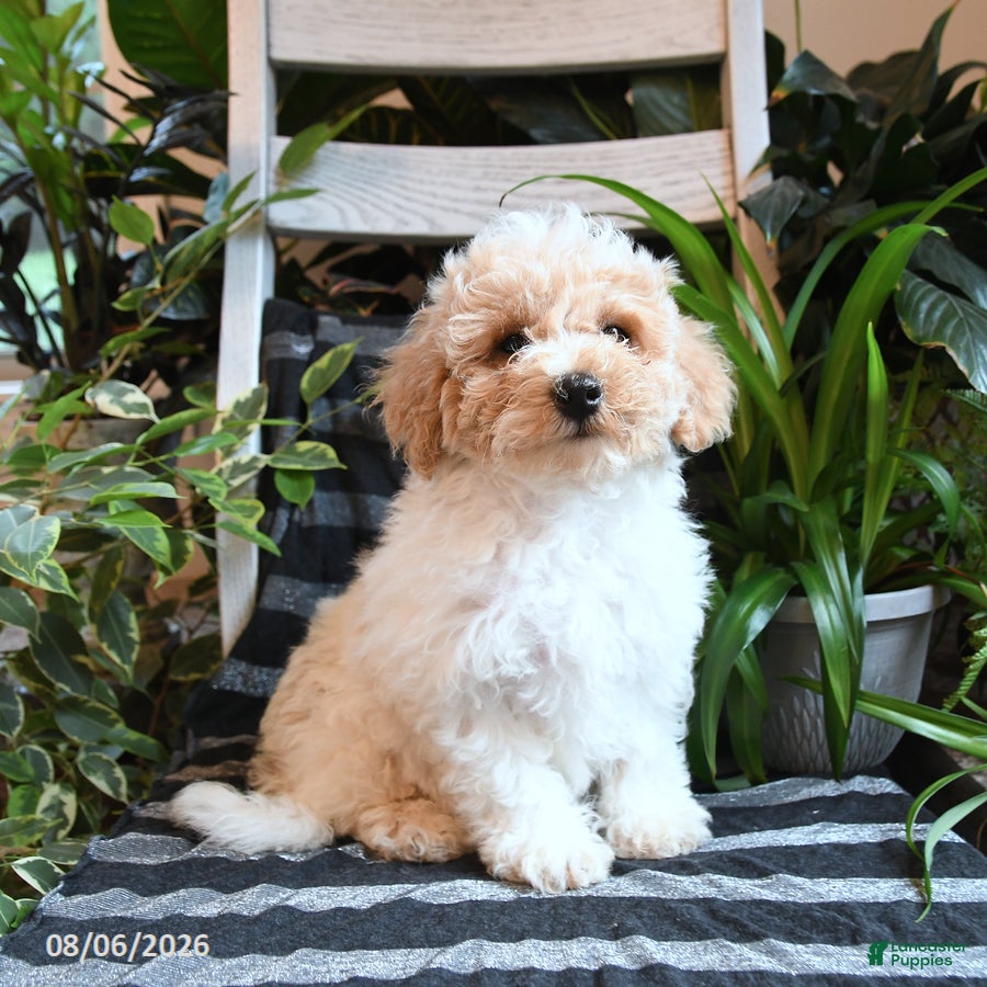 Bichpoo dogs Baxter - Ad 1