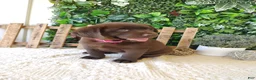 Labrador Retriever dogs for sale: Iris - Ad 5