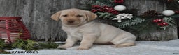 Labrador Retriever dogs for sale: Mimi - Ad 4