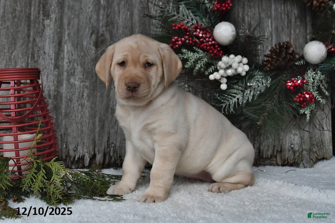 Labrador Retriever dogs for sale: Mimi - Ad 4