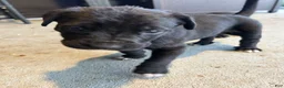 Cane Corso dogs for sale: Biscuits  - Ad 1