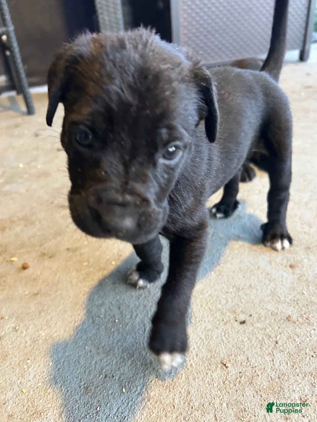 Cane Corso dogs for sale: Biscuits  - Ad 1