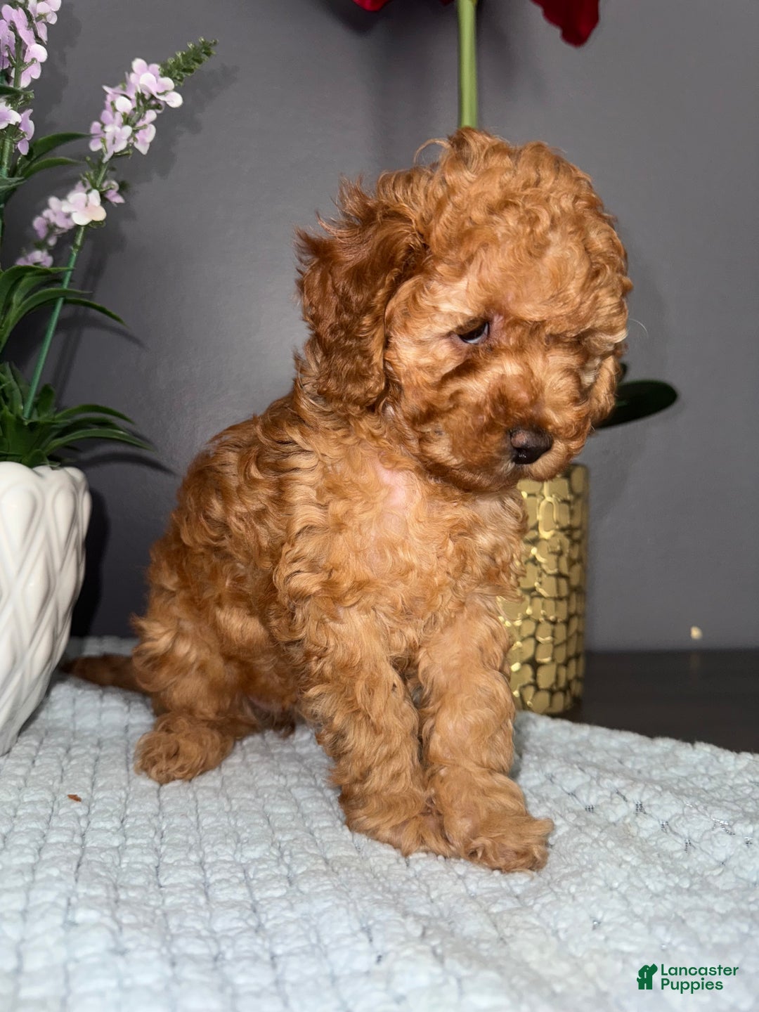 Miniature Poodle dogs for sale: Miniature Poodle Milo - Ad 16