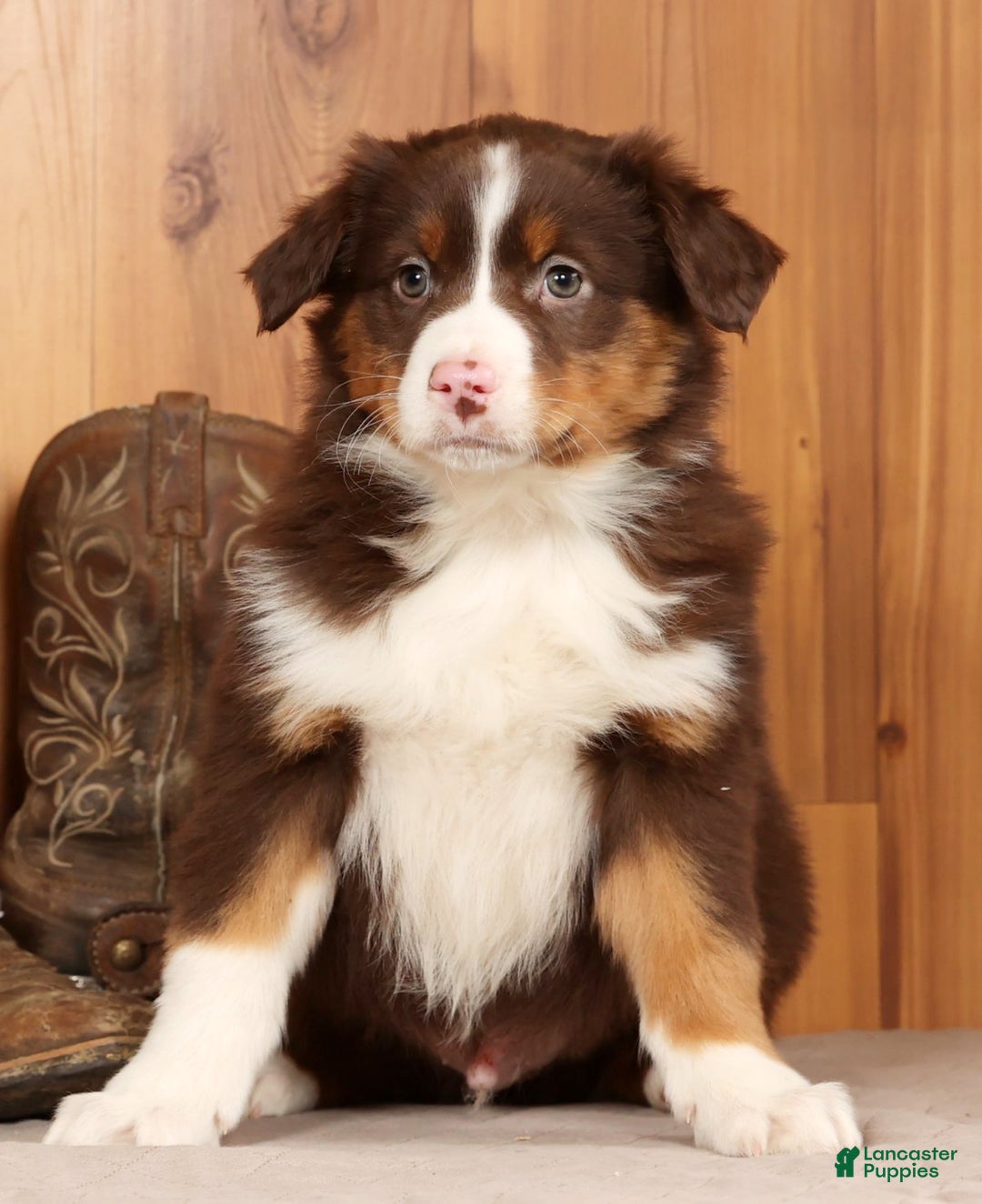 Australian Shepherd dogs for sale: Ranger - Ad 2