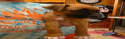 Boxer dogs for sale: Bear - Ad 14