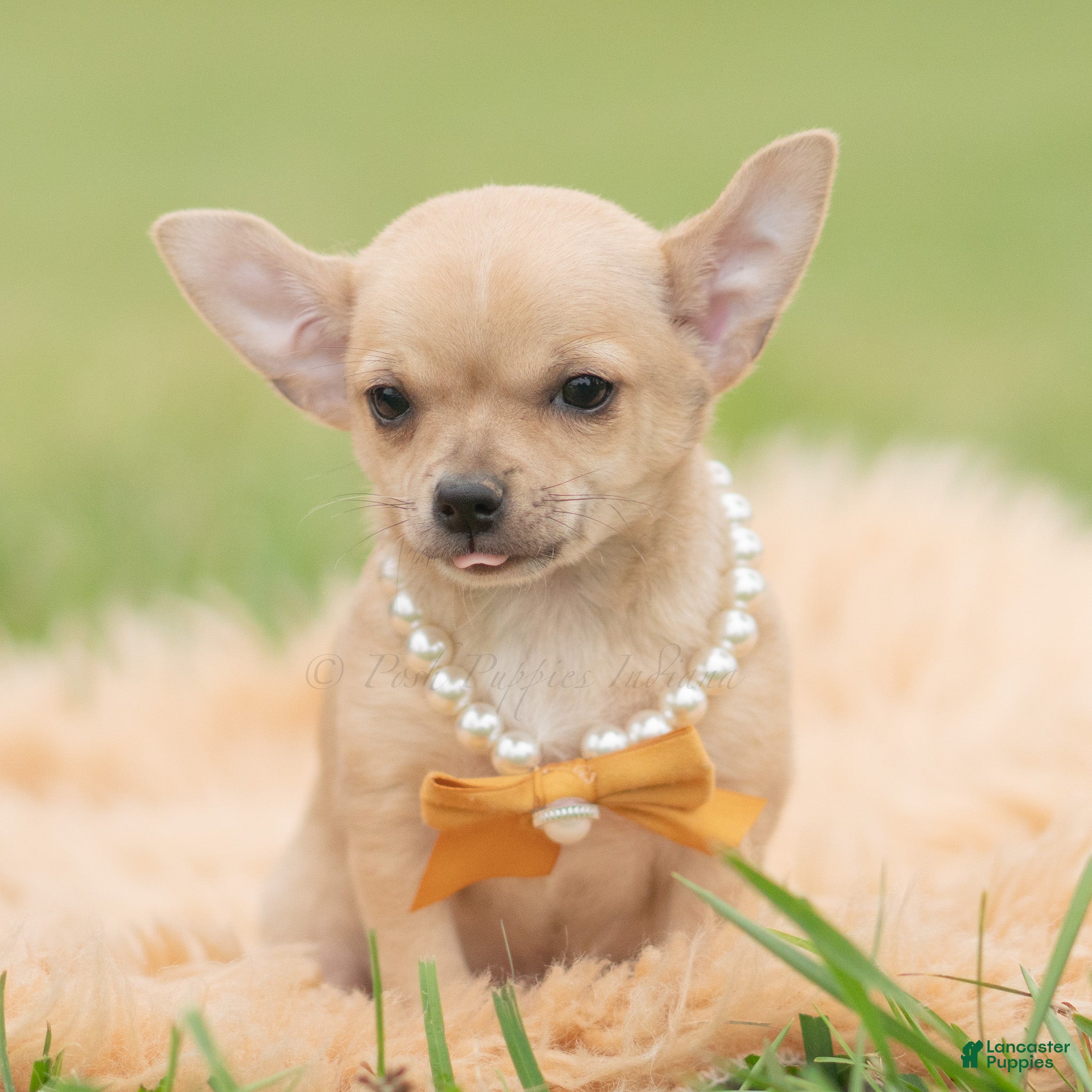 Squeak (Chihuahua, Male) in Warsaw, IN