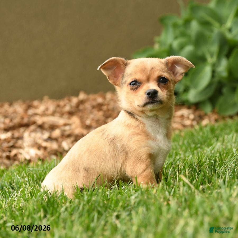 Chihuahua dogs Marlene - Ad 2