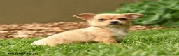 Chihuahua dogs for sale: Marlene - Ad 2