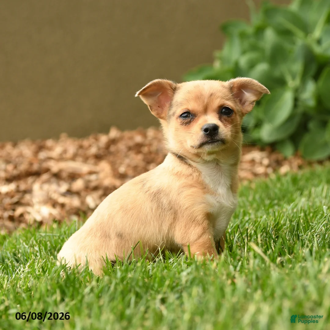 Chihuahua dogs for sale: Marlene - Ad 2
