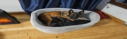 Belgian Malinois dogs for sale: Belgian Malinois Puppy 6 - Ad 4