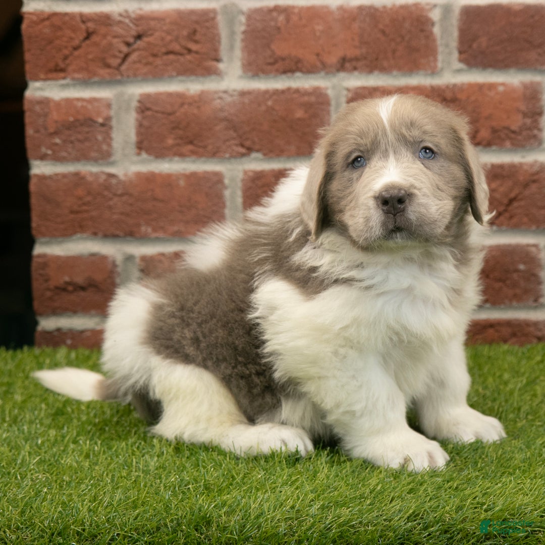 Newfoundland dogs for sale: Dexter - Ad 1