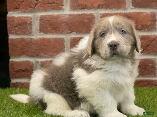 Newfoundland dogs Dexter - Ad 40