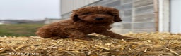 Irish Doodle dogs for sale: Frosty - Ad 1