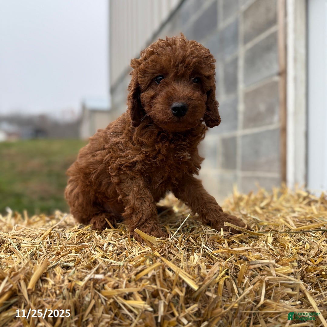 Irish Doodle dogs for sale: Frosty - Ad 1