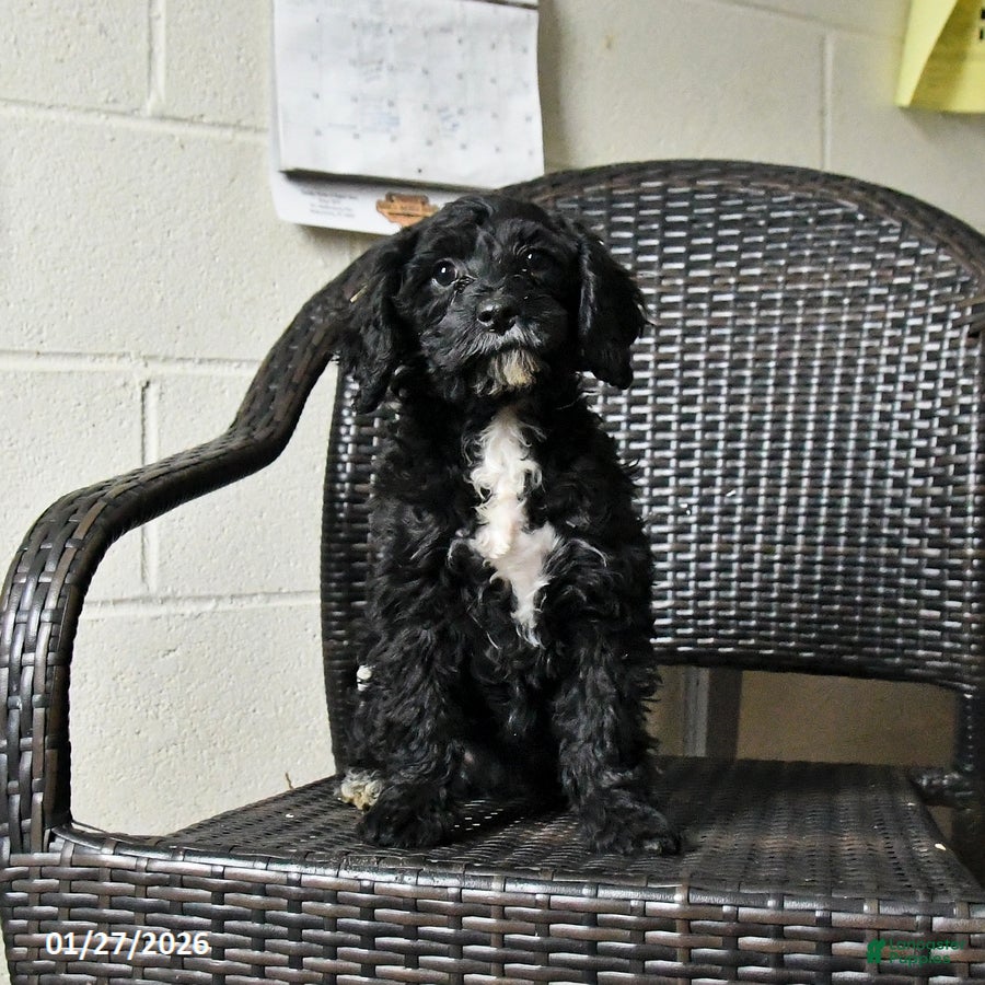 Cockapoo dogs Millie - Ad 2