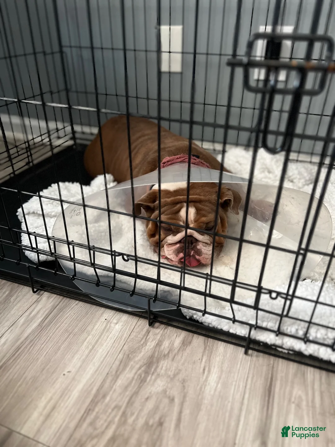 English Bulldog dogs for sale: Franny - Ad 4