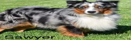 Miniature Australian Shepherd dogs for sale: Finley - Ad 9