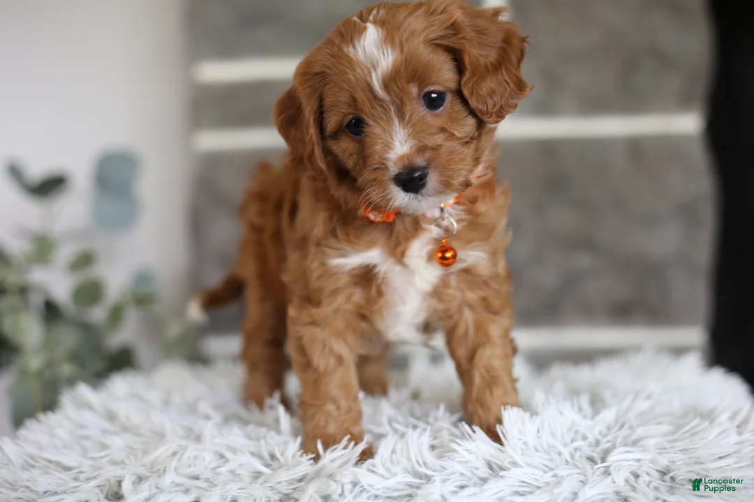 Cavapoo dogs for sale: Prince - Ad 1
