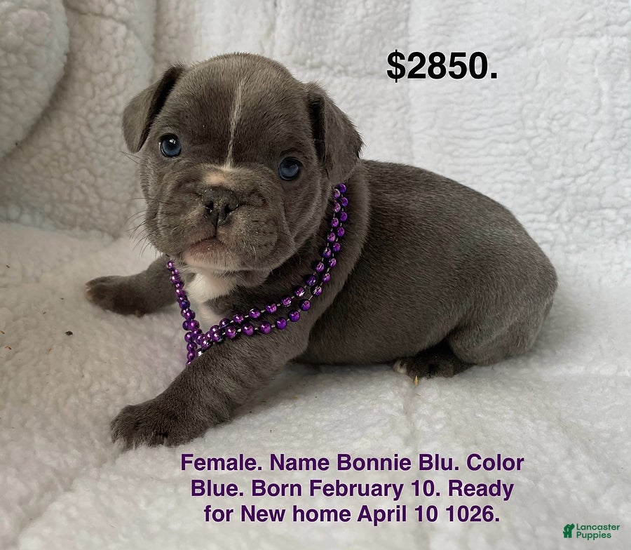 French Bulldog dogs Bonnie - Ad 1