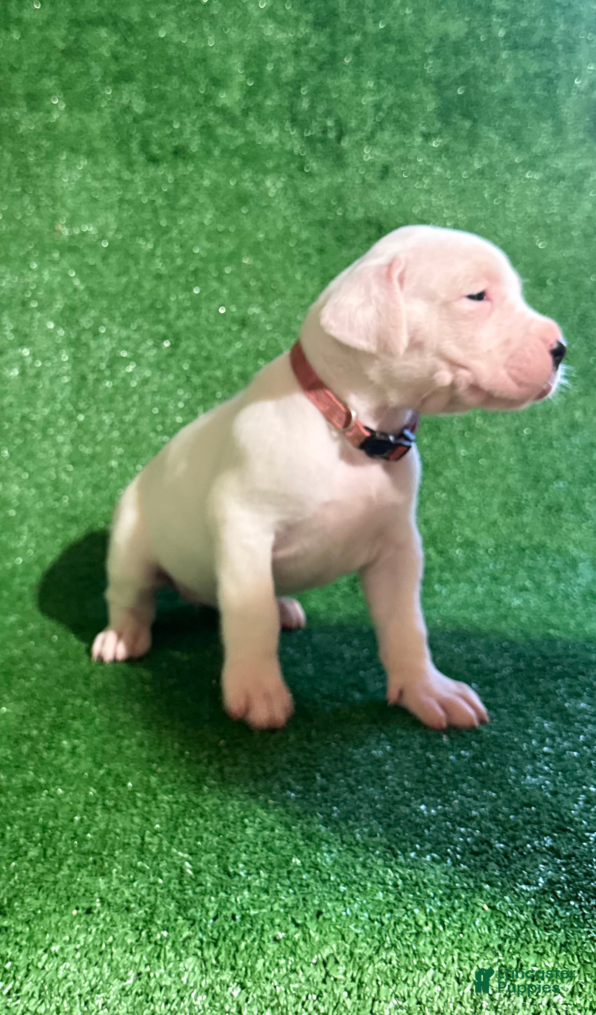 Dogo Argentino dogs for sale: Pink female - Ad 3
