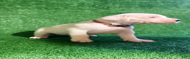 Pink female
