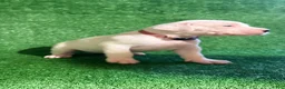 Dogo Argentino dogs for sale: Pink female - Ad 1