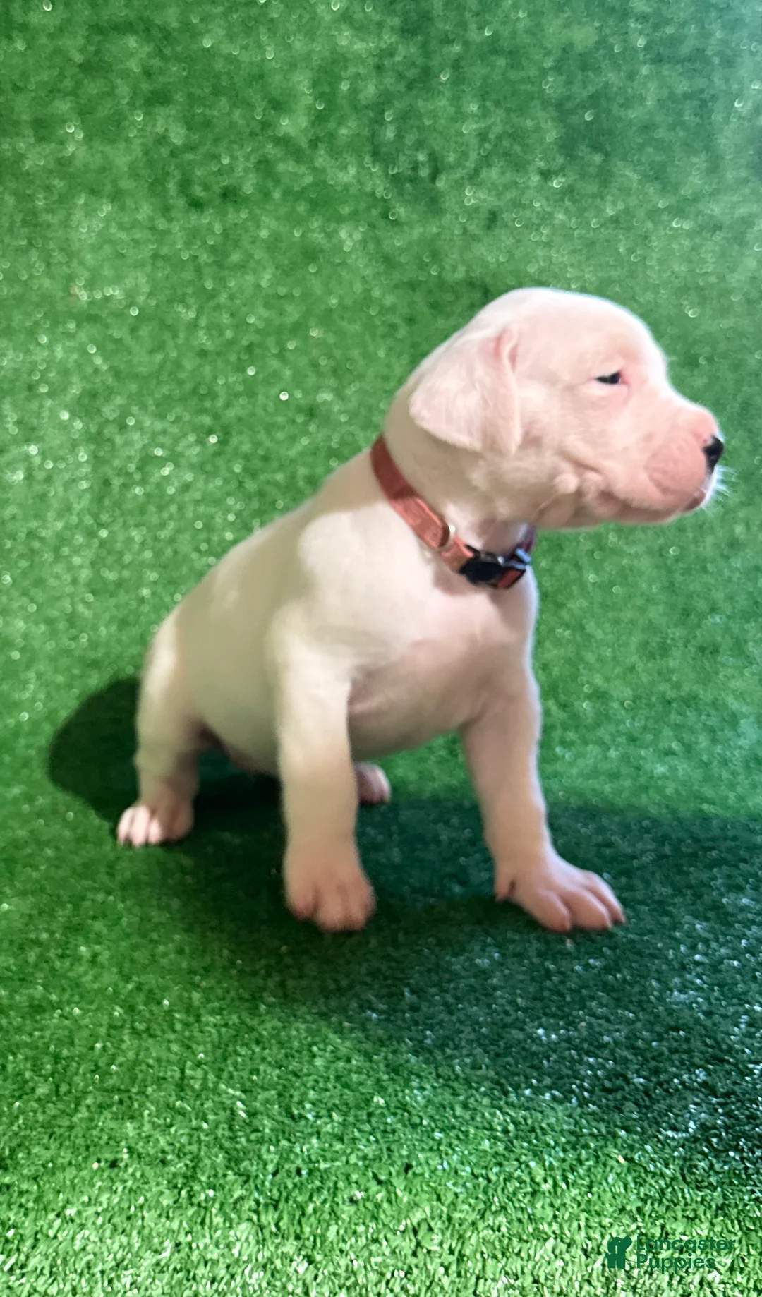 Dogo Argentino dogs for sale: Pink female - Ad 1