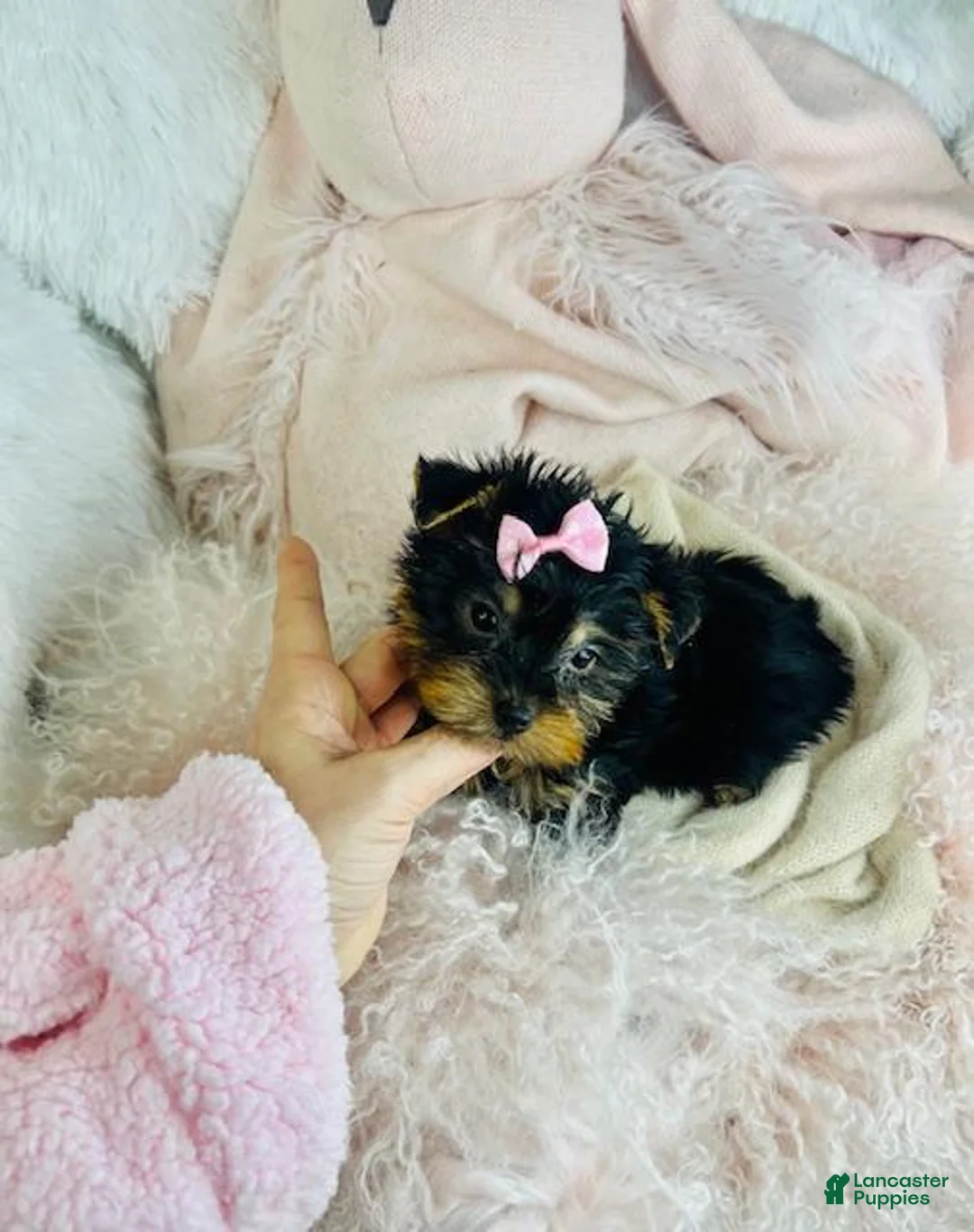 Yorkshire Terrier dogs for sale: Yorkshire Terrier Puppy 1 - Ad 4