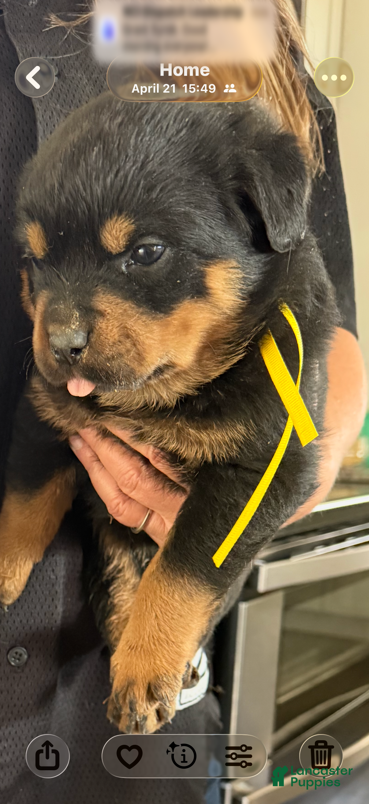 Rottweiler dogs for sale: Rottweiler Puppy 5 - Ad 1