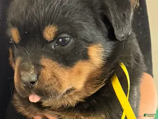 Rottweiler dogs for sale: Rottweiler Puppy 5 - Ad 1