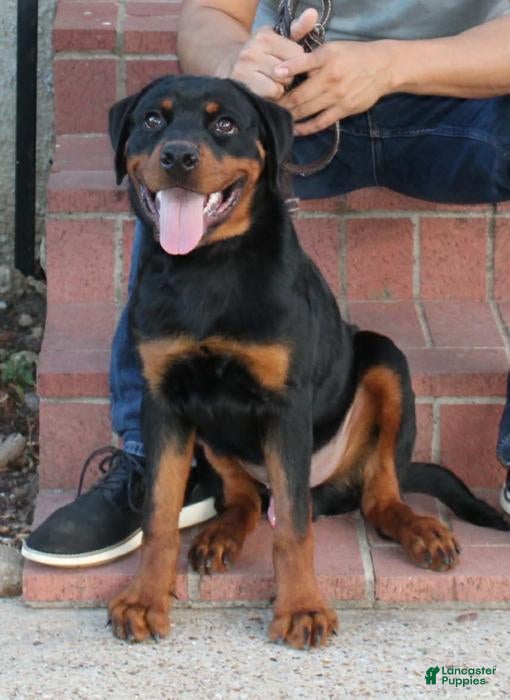 Rottweiler dogs Rottweiler 1 - Ad 1
