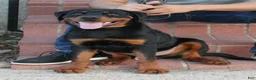 Rottweiler dogs for sale: Rottweiler 1 - Ad 1