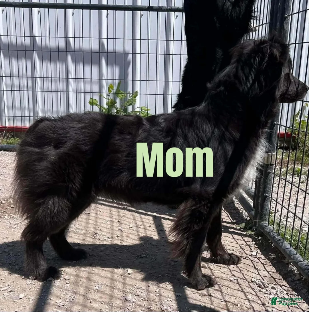 Australian Shepherd dogs for sale: Australian Shepherd 1 - Ad 4