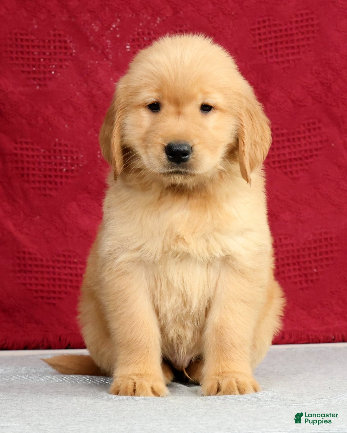 Golden Retriever dogs Theo - Ad 2