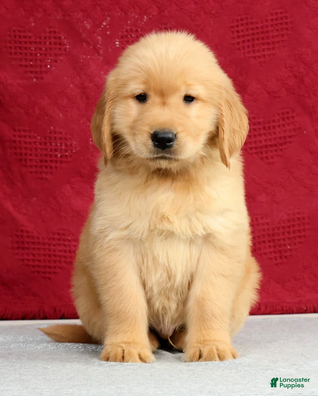 Golden Retriever dogs for sale: Theo - Ad 2