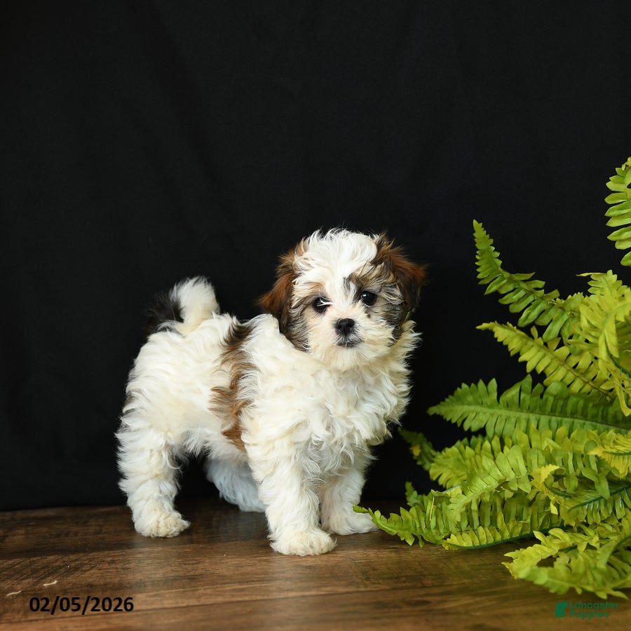 Mixed Breed dogs Charlie - Ad 3